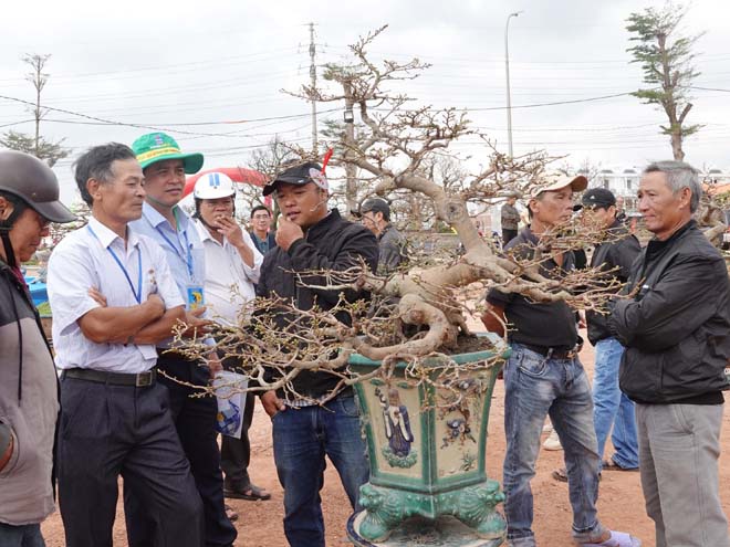 Ngắm 2.000 tác phẩm mai tết Bình Định trưng bày dọc QL1 - ảnh 1