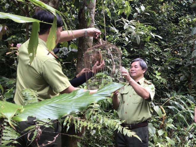 Bình Định: Liên tiếp cứu hộ động vật quý hiếm do người dân giao nộp - ảnh 2