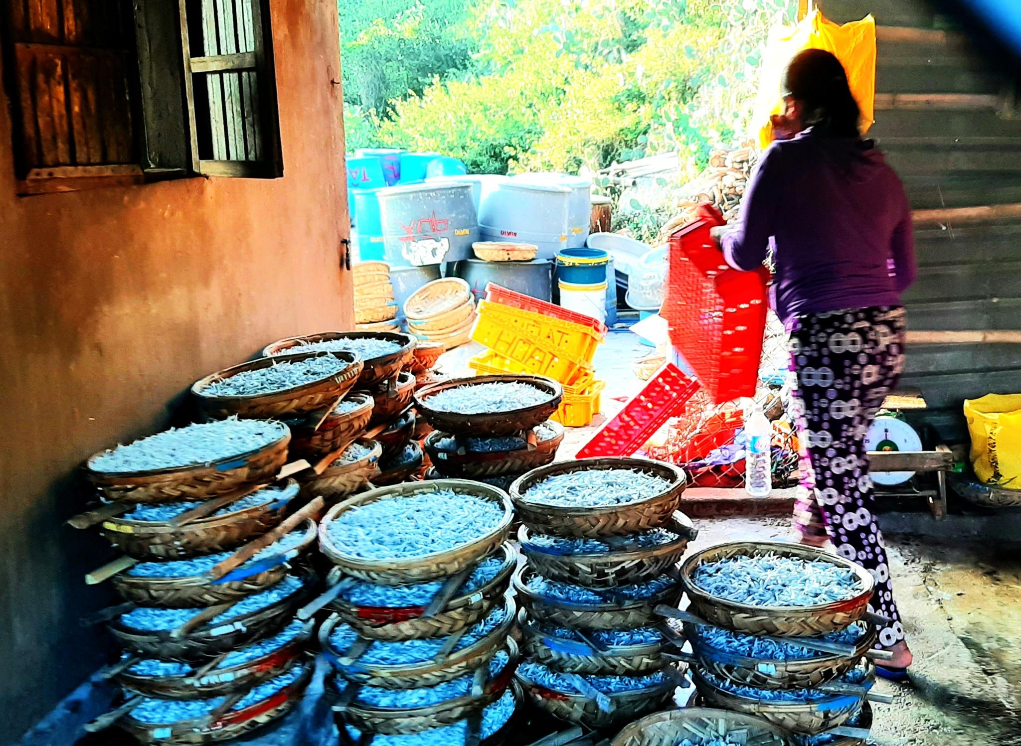 Bình Định: Một buổi đánh bắt gần bờ, thu từ 200 kg đến 1 tấn cá, ruốc - ảnh 8