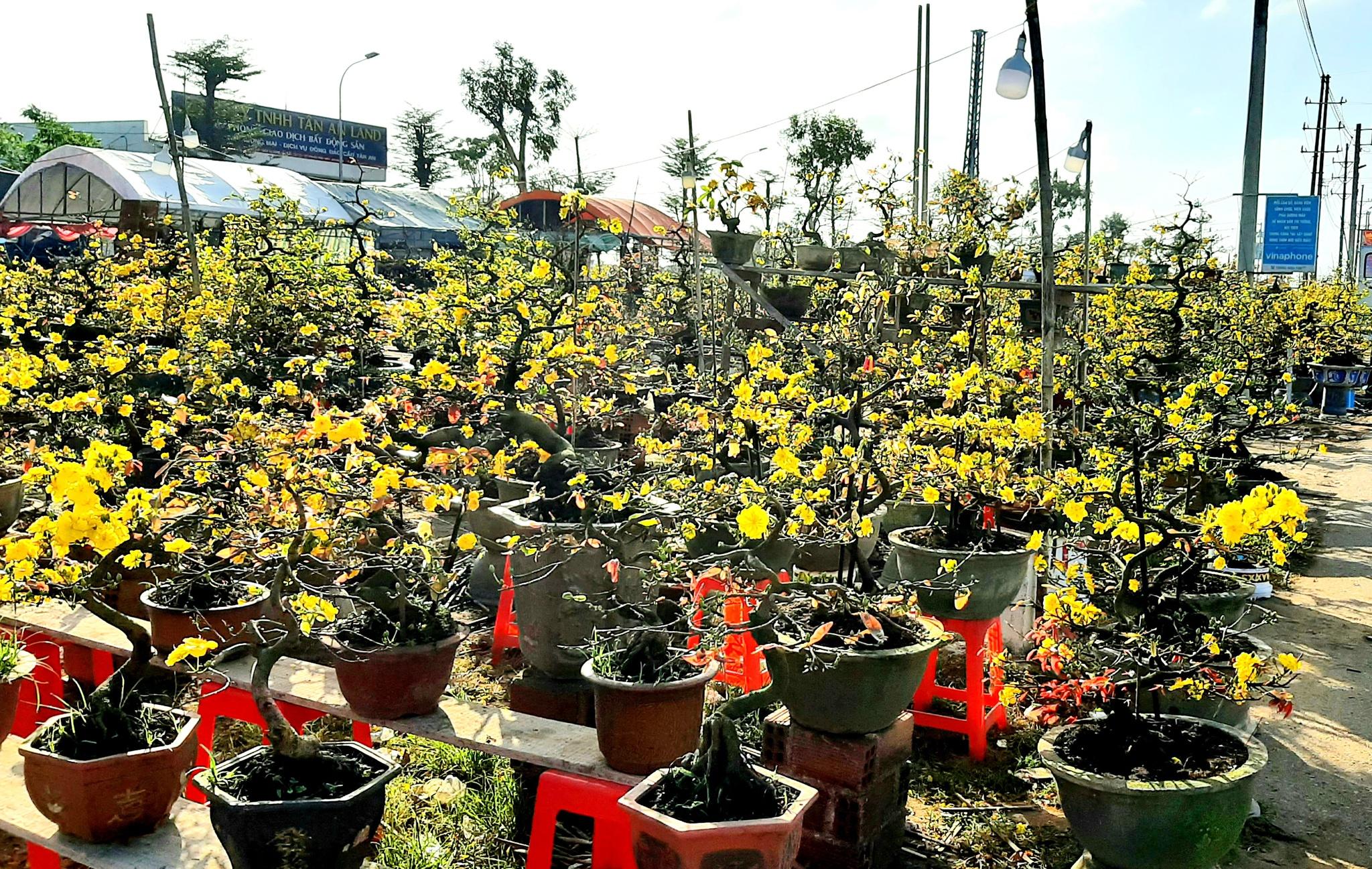 Bình Định: Người trồng hoa tết đạt doanh thu kỷ lục với 161 tỉ đồng - ảnh 1