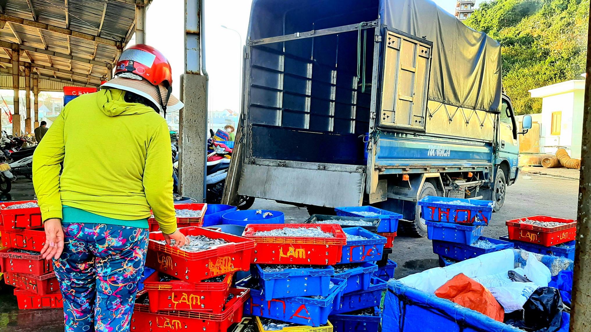 Bình Định: Một buổi đánh bắt gần bờ, thu từ 200 kg đến 1 tấn cá, ruốc - ảnh 7