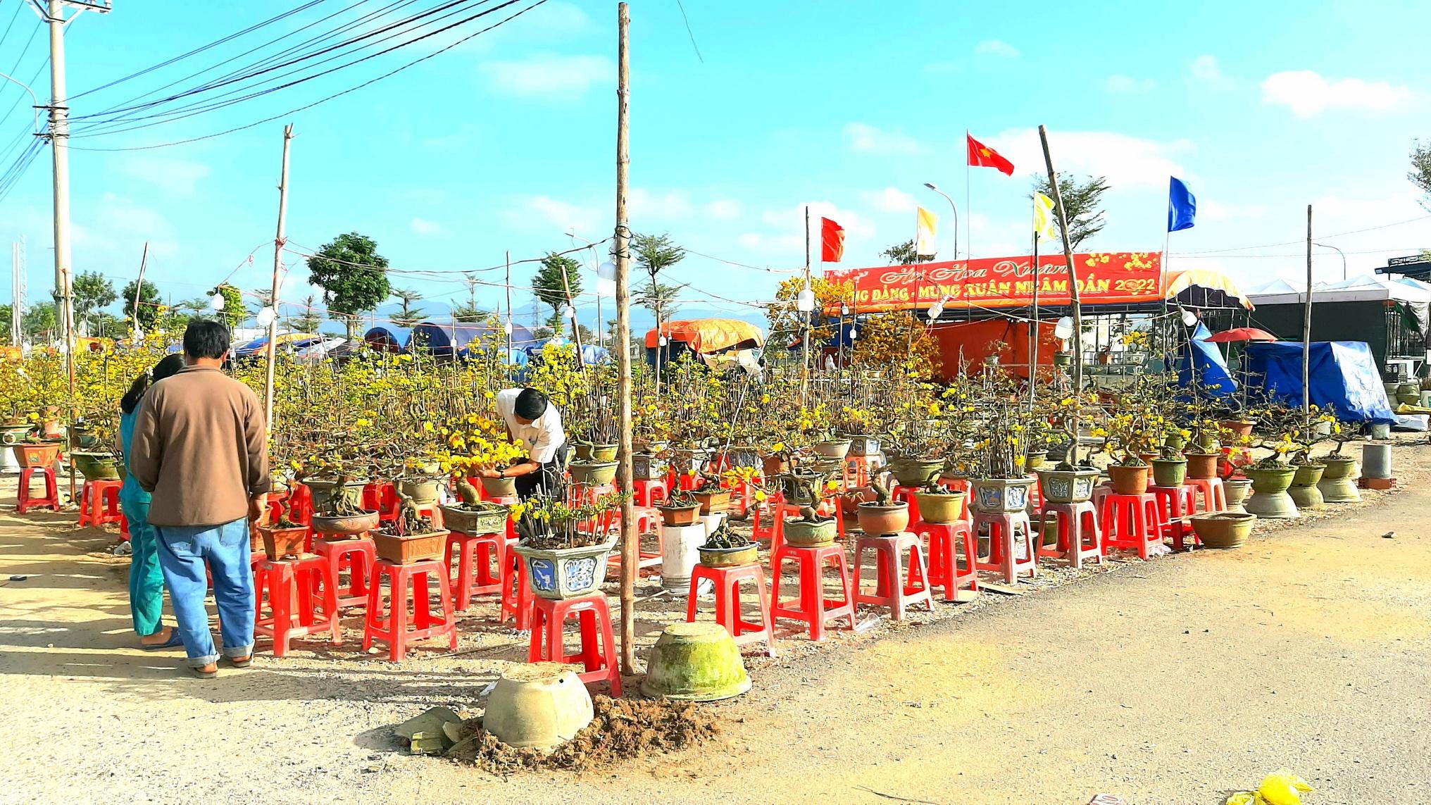 Bình Định: Thủ phủ mai tết đạt doanh thu kỷ lục với trên 150 tỉ đồng - ảnh 1