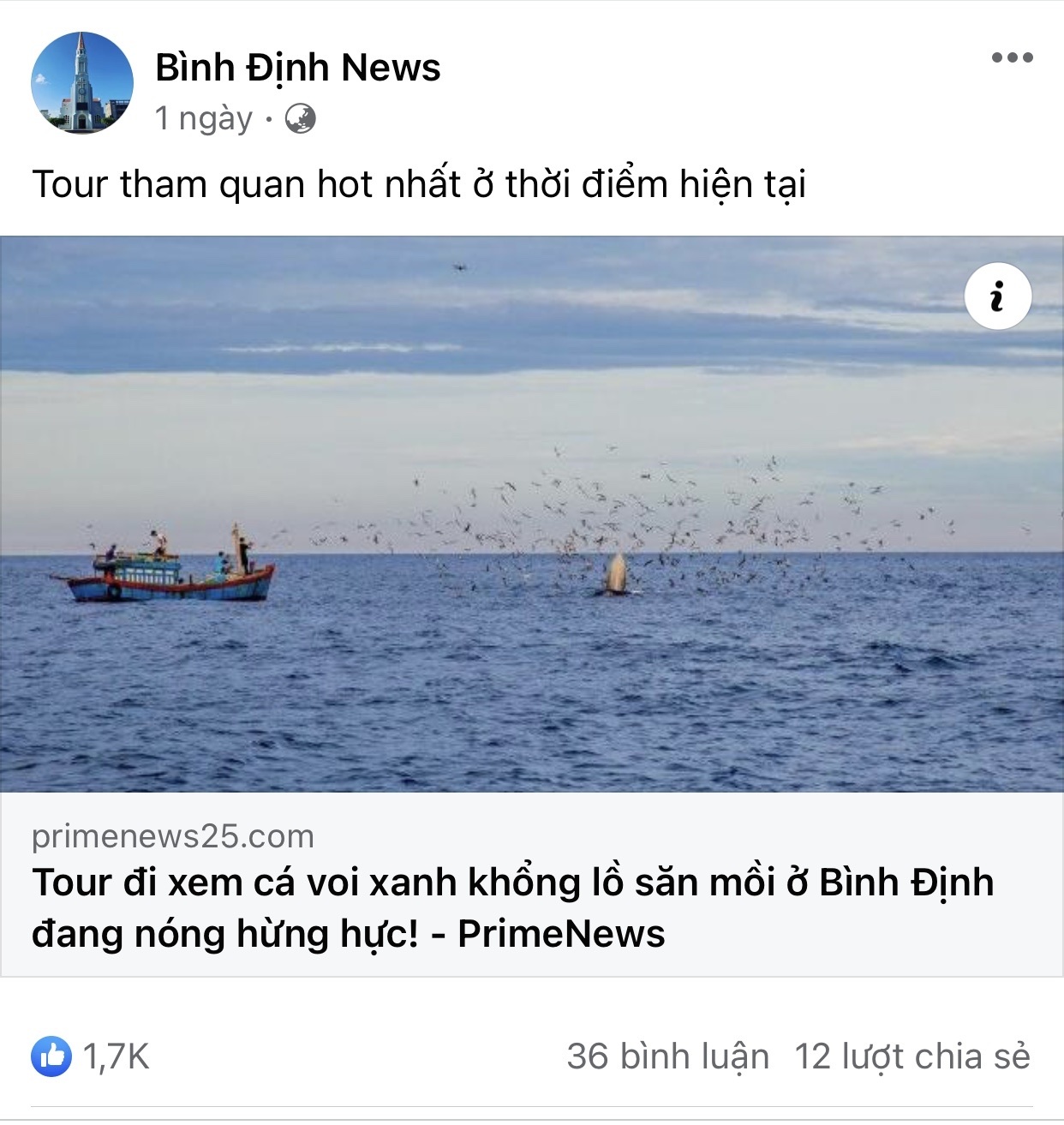 'Tour xem cá voi xanh khổng lồ' ở Bình Định gây tranh cãi - ảnh 3