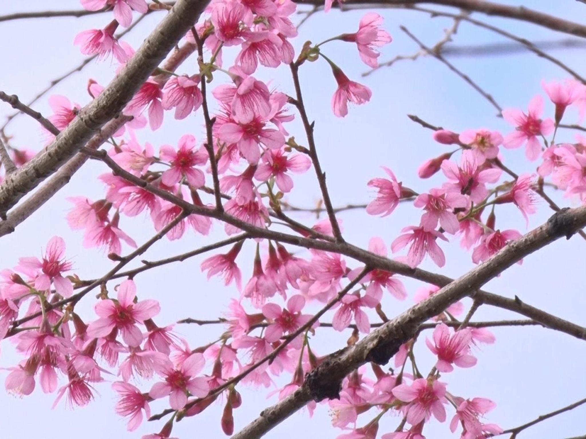Ngắm hoa đào tại 'Đà Lạt ở Bình Định'  - ảnh 8