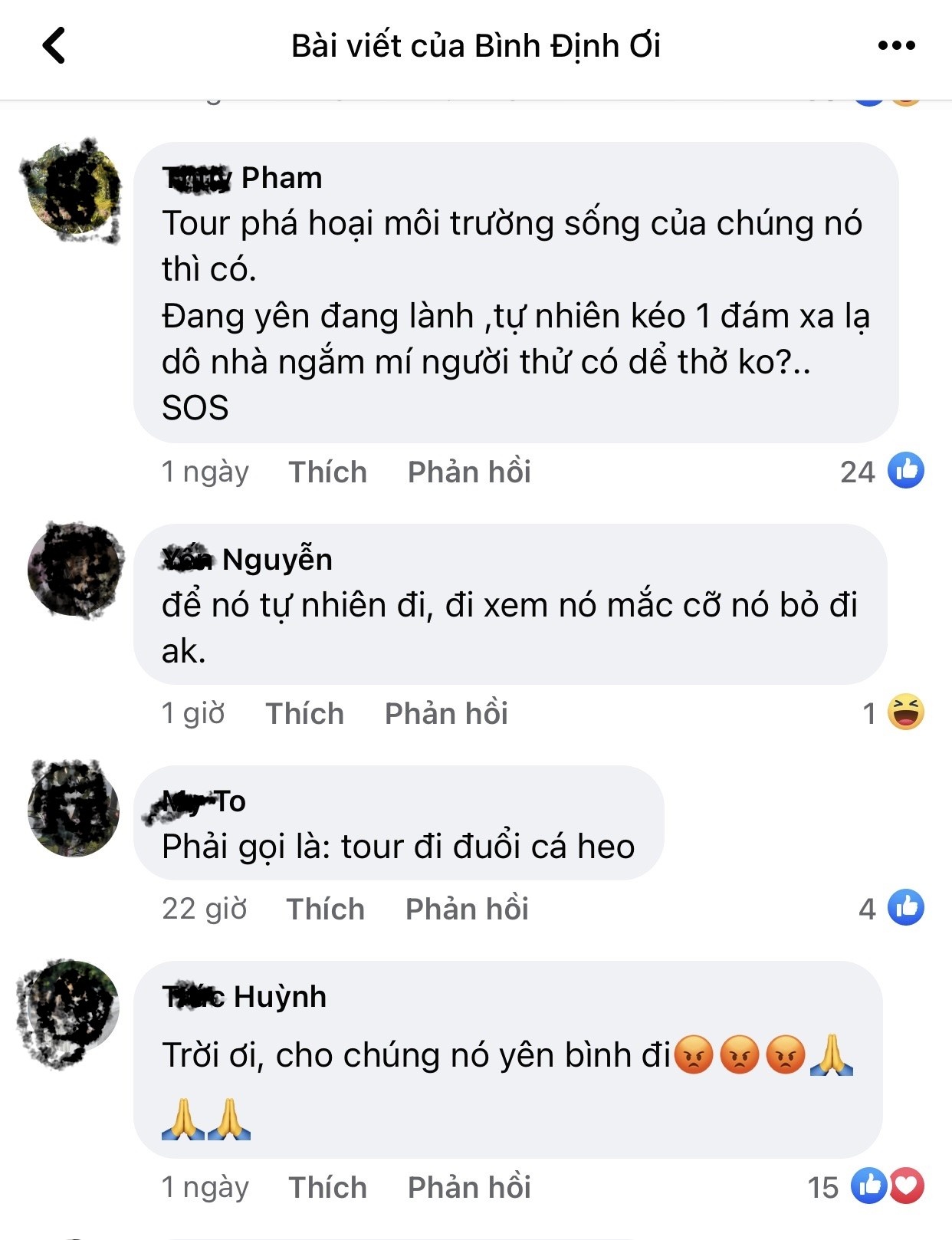 'Tour xem cá voi xanh khổng lồ' ở Bình Định gây tranh cãi - ảnh 4