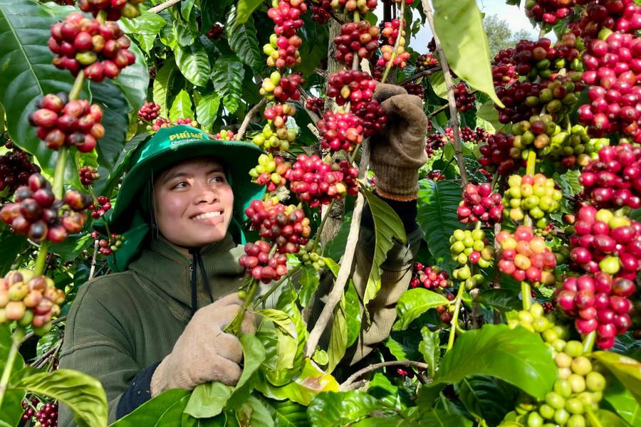 Cà phê của Gia Lai đã xuất khẩu sang thị trường 60 quốc gia trên thế giới. Ảnh: Vũ Thảo ca-phe-gia-lai.jpg