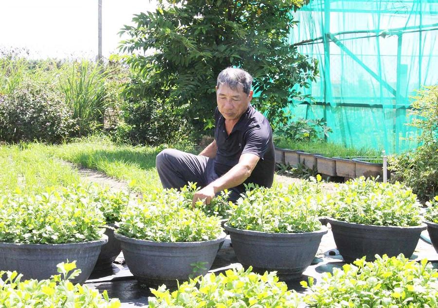 Ông Văn Tấn Thành (thôn Bình Lâm, xã Tuy Phước Đông) lo lắng khi hoa cúc vụ Tết mắc bệnh héo xanh và chết nhiều. Ảnh: Trọng Lợi Ông Văn Tấn Thành (thôn Bình Lâm, xã Tuy Phước Đông) lo lắng khi hoa cúc vụ Tết mắc bệnh héo xanh và chết nhiều. Ảnh: Trọng Lợi