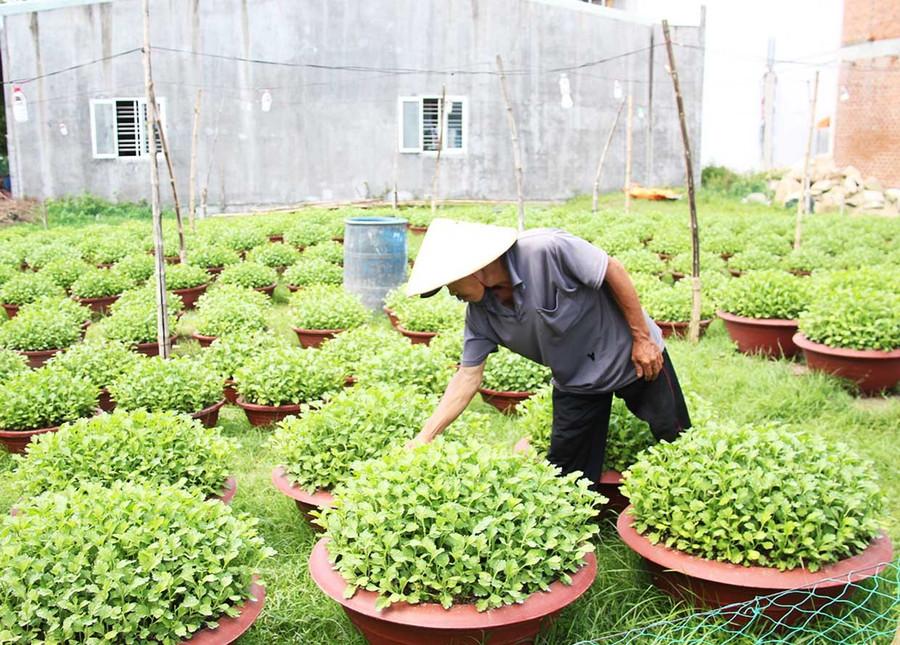 Nông dân ở tổ dân phố Vĩnh Liêm (phường Bình Định) tất bật chăm sóc hoa cúc vụ Tết. Ảnh: Trọng Lợi Nông dân ở tổ dân phố Vĩnh Liêm (phường Bình Định) tất bật chăm sóc hoa cúc vụ Tết.