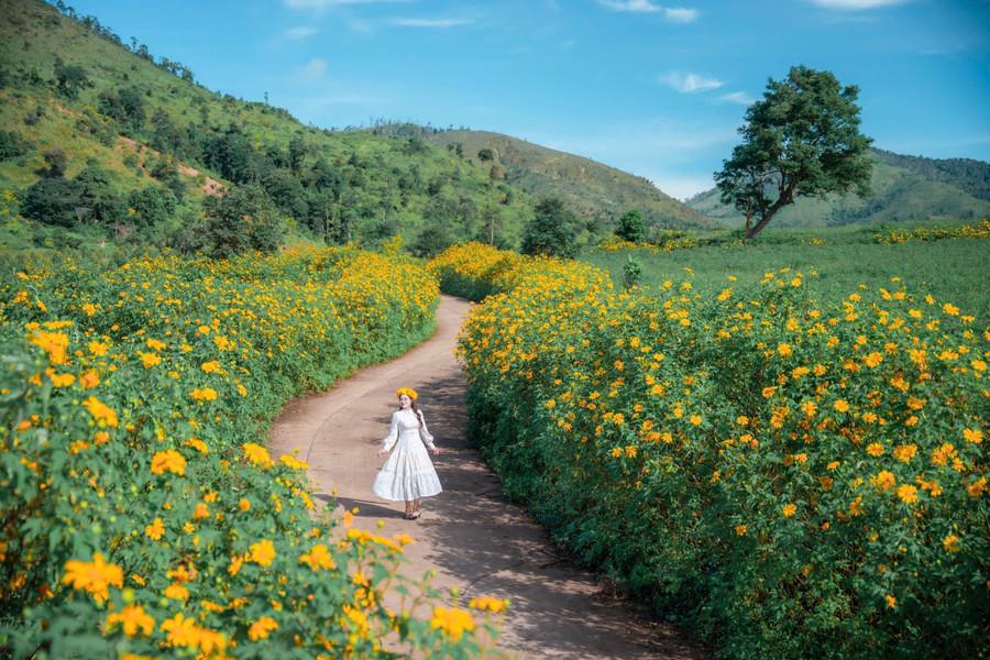 Chờ đón hội hoa vàng trên núi lửa triệu năm. Ảnh: Phạm Quý img-4867.jpg