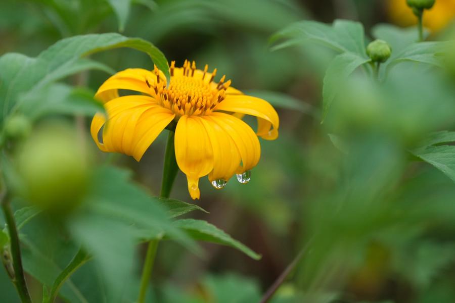 Khi những cơn mưa cuối mùa vừa dứt cũng là lúc loài hoa dã quỳ khoe sắc. Ảnh: Hoàng Ngọc dscf9649.jpg