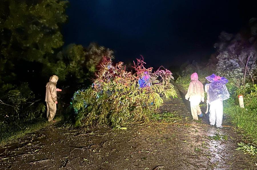 Lực lượng chức năng hỗ trợ dọn dẹp cây đổ trên đường. Ảnh: ĐVCC trieu-222.jpg