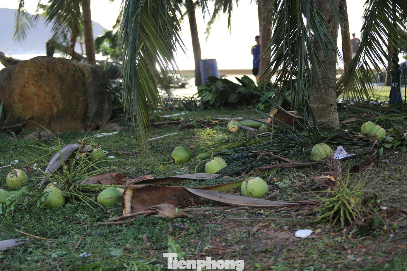 Những trái dừa trên cây cũng bị gió bão thổi làm rơi rụng. Ảnh: Trương Định. tp-28.jpg