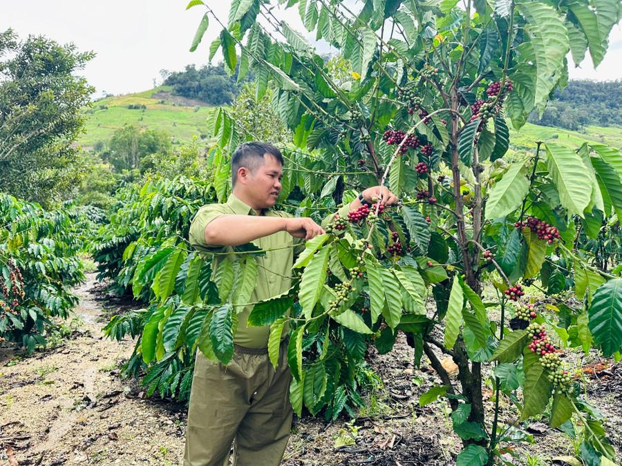 Nhờ chuyển đổi cây trồng sang trồng cà phê, mắc ca, hộ anh Đinh Thương (làng Tăng Lăng) có nguồn thu nhập đạt hơn 80 triệu đồng/năm. Ảnh: D.Đ doi-song.jpg