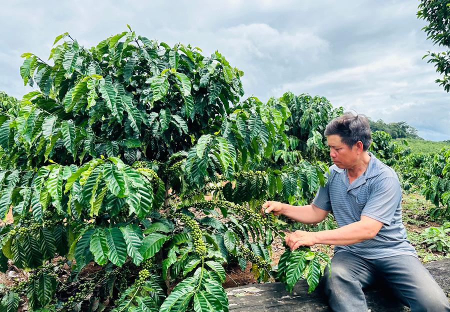 Nhờ được các cấp Hội Nông dân tuyên truyền, hộ ông Đinh Lướch đã chuyển đổi trồng cà phê, mang lại nguồn thu nhập cao. Ảnh: D.Đ kinh-te.jpg