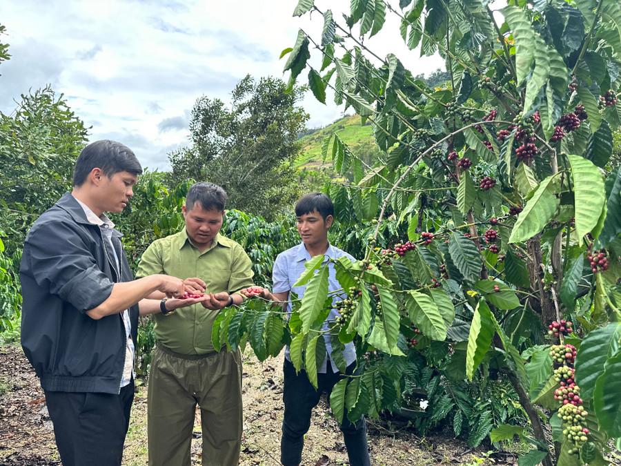 Cán bộ Hội Nông dân xã Krong thường xuyên hướng dẫn các kỹ thuật chăm sóc cây cà phê, mắc ca cho hộ anh Đinh Thương (ở giữa). Ảnh: D.Đ cay-trong.jpg