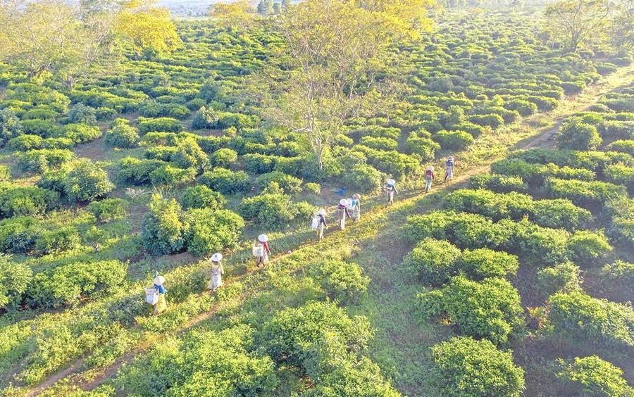 Vườn chè của Công ty cổ phần Chè Bàu Cạn. Ảnh: Hoàng Quốc Vĩnh bau-can.jpg