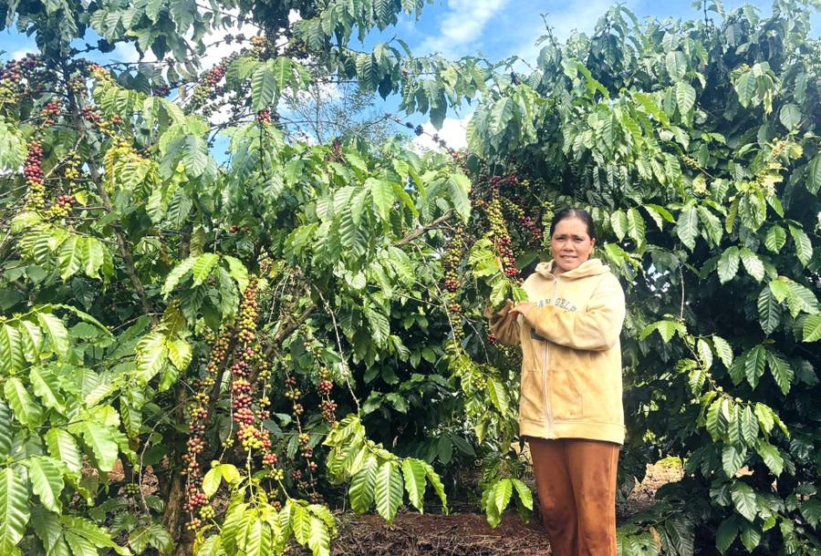 Chị Rơ Lan H’Meo là một trong những đảng viên gương mẫu trong phát triển kinh tế của địa phương. Ảnh: A.H nong-thon-moi.jpg