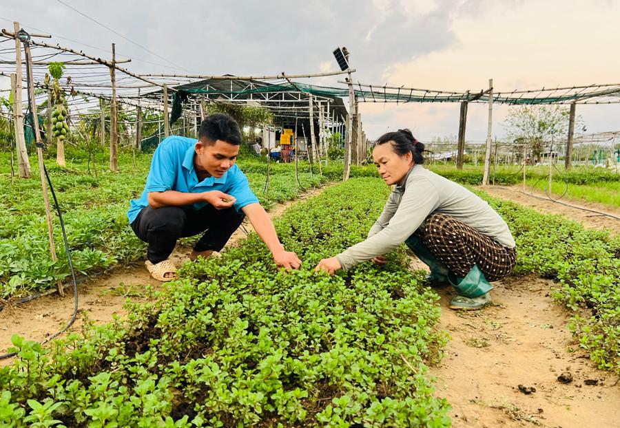 Công ty Cổ phần Yuuki Farm (phường An Nhơn) đang nỗ lực khôi phục vùng trồng rau để cung cấp cho thị trường. Ảnh: Minh Nhật khoi-phuc-san-xuat-1.jpg