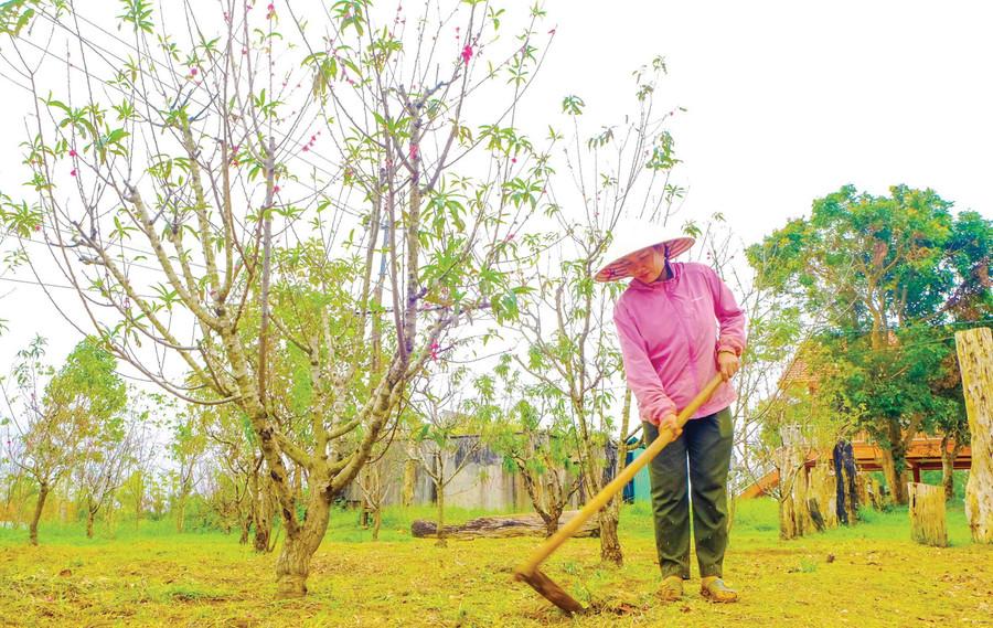 Vườn đào của Văn phòng Quản lý bảo vệ rừng Vĩnh Sơn đang vào mùa nở hoa.