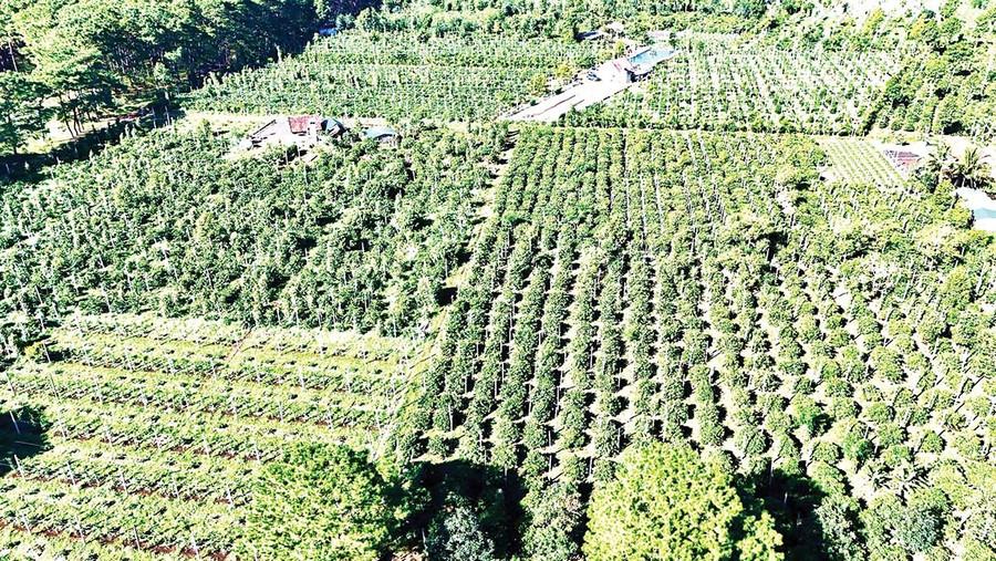 Gia Lai có vùng nguyên liệu cà phê, hồ tiêu rộng lớn. Ảnh: R’PIÊN Gia Lai có vùng nguyên liệu cà phê, hồ tiêu rộng lớn. Ảnh: R’PIÊN