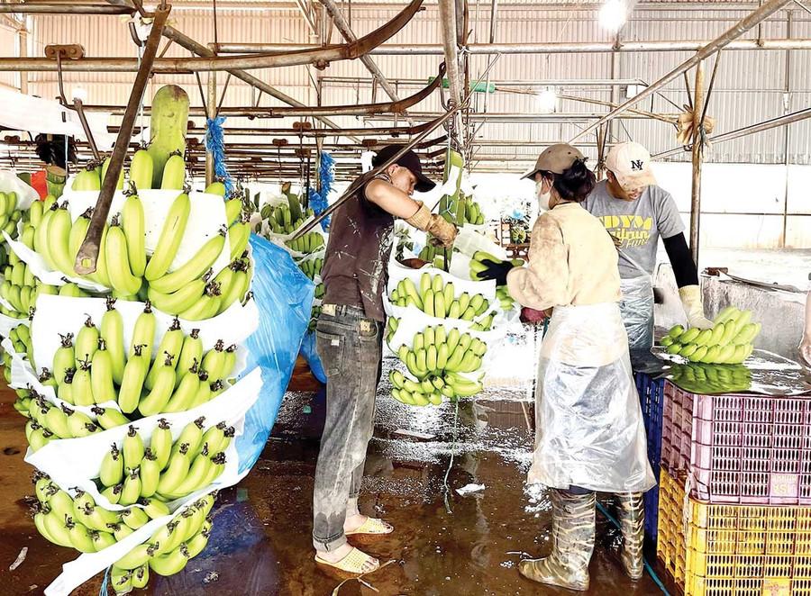 Năm 2026, Công ty Cổ phần Nông nghiệp công nghệ cao Hưng Sơn đặt mục tiêu xuất khẩu khoảng 20.000 tấn chuối và đang nghiên cứu mở rộng diện tích để đáp ứng nhu cầu từ các thị trường Singapore, Malaysia và khu vực Trung Đông. Ảnh: Vũ Thảo Năm 2026, Công ty Cổ phần Nông nghiệp công nghệ cao Hưng Sơn đặt mục tiêu xuất khẩu khoảng 20.000 tấn chuối và đang nghiên cứu mở rộng diện tích để đáp ứng nhu cầu từ các thị trường Singapore, Malaysia và khu vực Trung Đông. Ảnh: Vũ Thảo