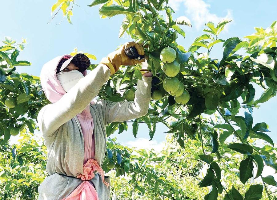 Hiện nay, nhu cầu về nguồn nguyên liệu để chế biến chanh dây rất lớn, là cơ hội để nông dân mở rộng diện tích. Ảnh: Vũ Thảo Hiện nay, nhu cầu về nguồn nguyên liệu để chế biến chanh dây rất lớn, là cơ hội để nông dân mở rộng diện tích. Ảnh: Vũ Thảo