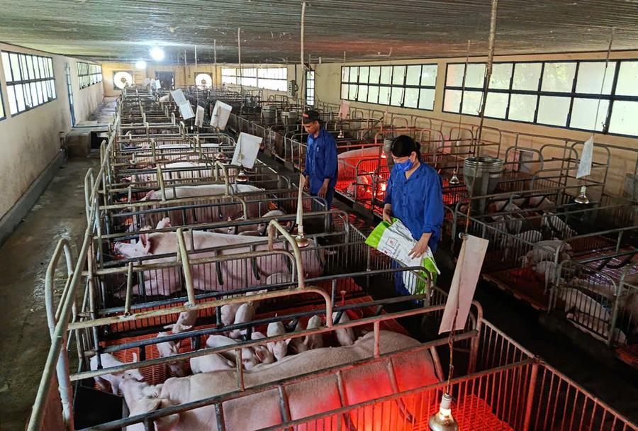 Chăn nuôi tập trung, quy mô lớn là hướng phát triển chủ đạo của ngành chăn nuôi tỉnh. Ảnh: T.Lợi