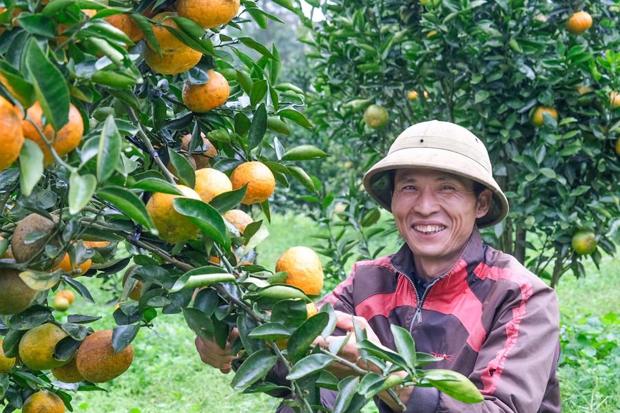 Anh Bền bên những cây cam chuẩn bị bán vào dịp Tết Nguyên đán. Ảnh: Minh Châu dscf1622.jpg