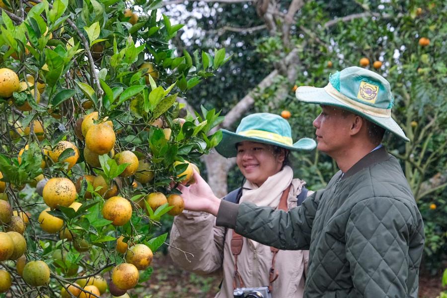 Mùa cam chín ở Sơn Lang. Ảnh: Minh Châu dscf1558.jpg
