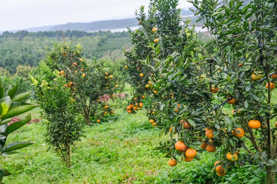 Vườn cam nằm giữa lòng hồ thủy điện Vĩnh Sơn (hồ B) của gia đình anh Thiều Viết Bền. Ảnh: Minh Châu dscf1657.jpg