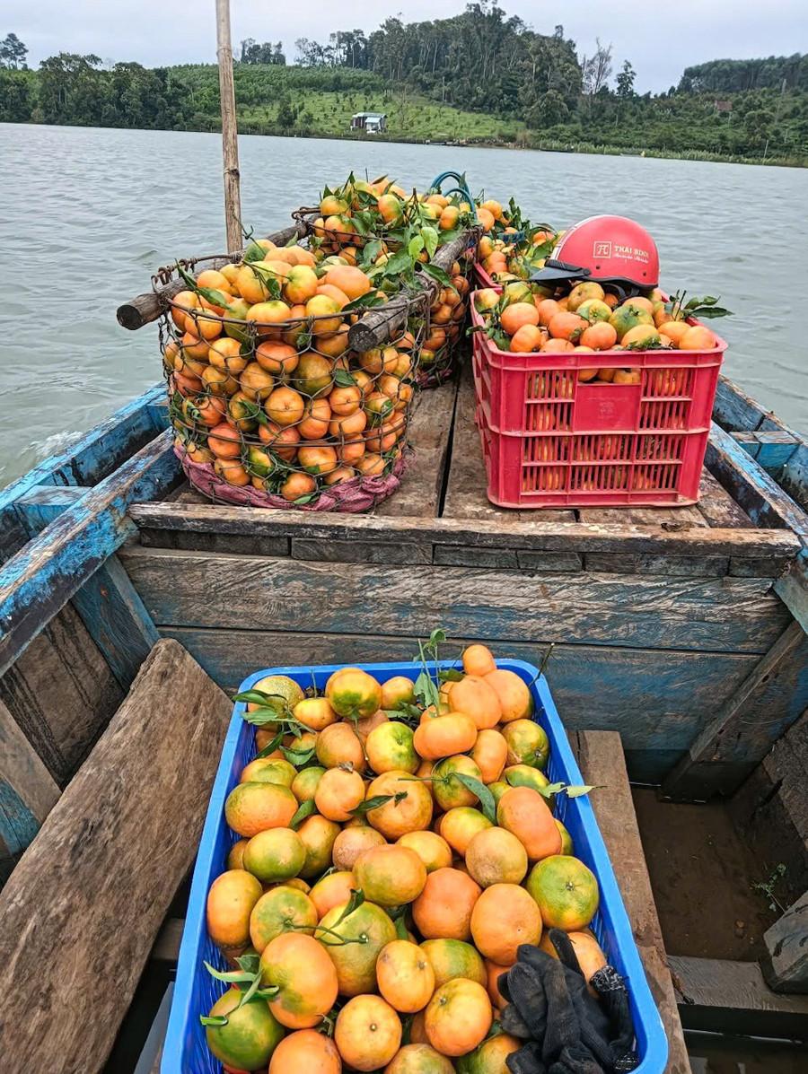 Trái ngọt từ vùng đất Sơn Lang bắt đầu hành trình theo chân thương lái về với phố thị. Ảnh: Minh Châu img-1406.jpg