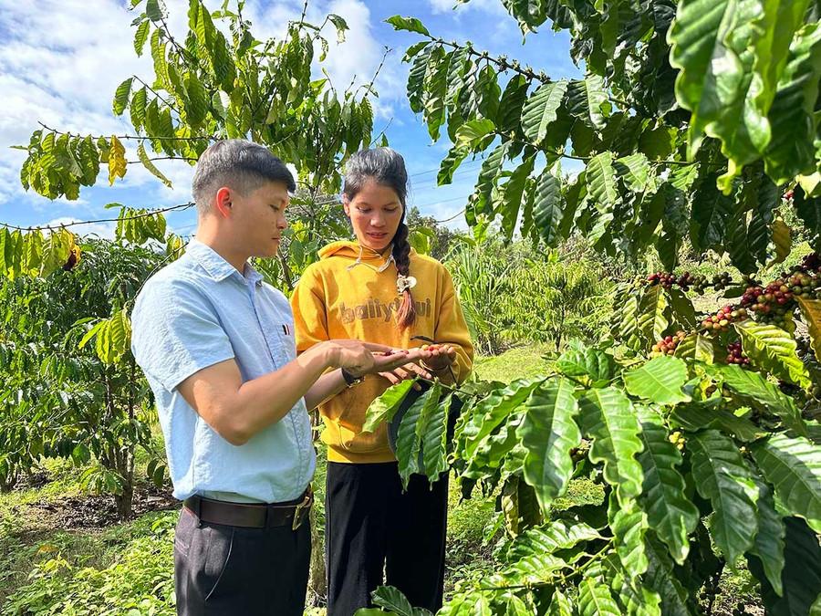 Nhờ được Hội Nông dân xã Krong hướng dẫn, chị Đinh Thị Nghen đã phát triển thành công mô hình trồng cây xen canh mang lại hiệu quả cao. Ảnh: D.Đ