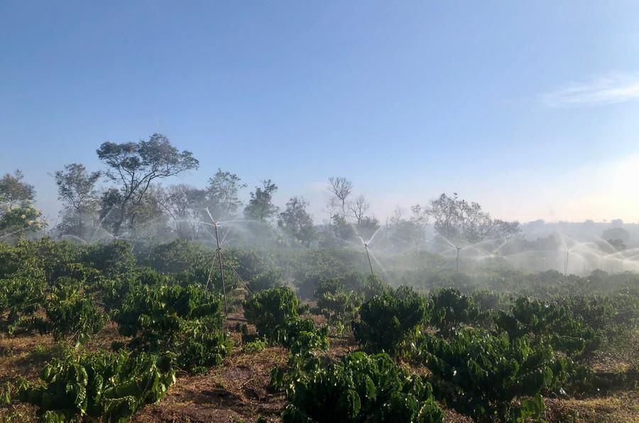 Người dân xã Ia Phí dùng béc phun mưa tưới nước cho cây cà phê. Ảnh: L.N nong-nghiep-2.jpg