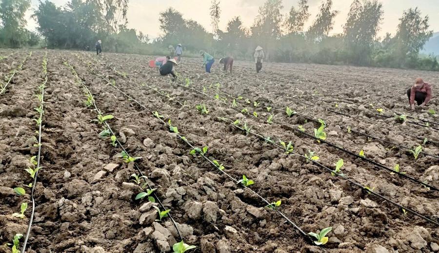 Người dân xã Phú Túc lắp đặt hệ thống tưới nước tiết kiệm để chuẩn bị cho vụ trồng cây thuốc lá. Ảnh: L.N nong-nghiep-1.jpg