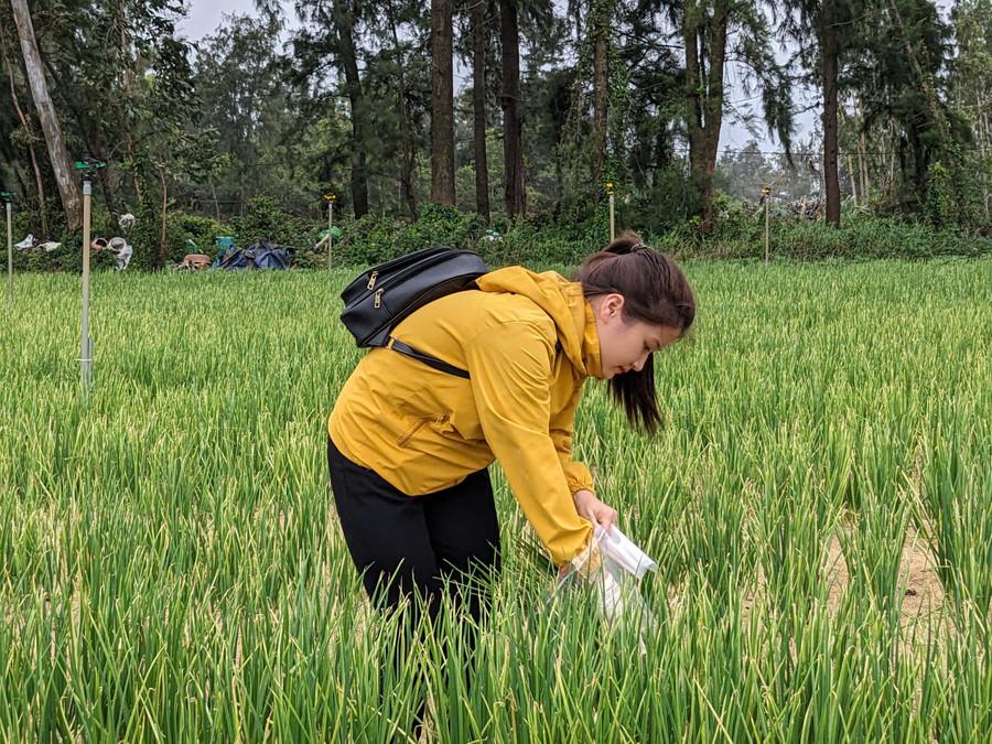 Thu mẫu hành đánh giá VietGAP tại xã Phù Mỹ Đông. glo-vietgap-4.jpg