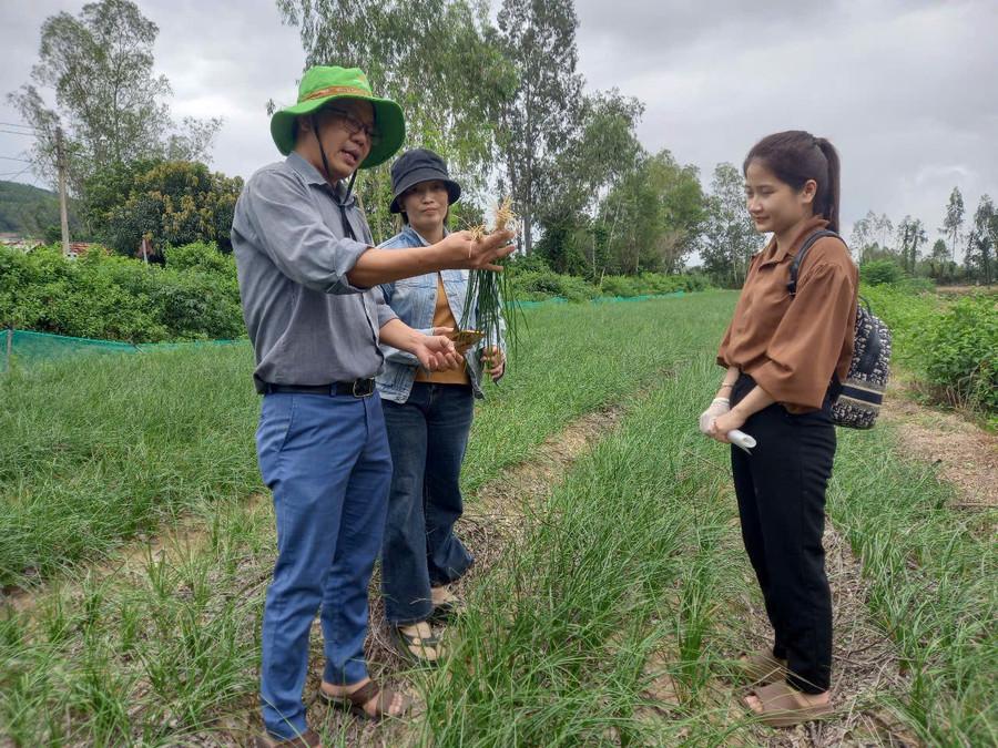 Mô hình sản xuất cây kiệu đạt chuẩn VietGAP tại xã Hội Sơn. glo-vietgap-2.jpg