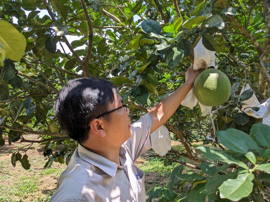 Bưởi VietGAP cho trái to, cân đối, hình dáng đẹp, chất lượng đồng đều. glo-vietgap-1.jpg