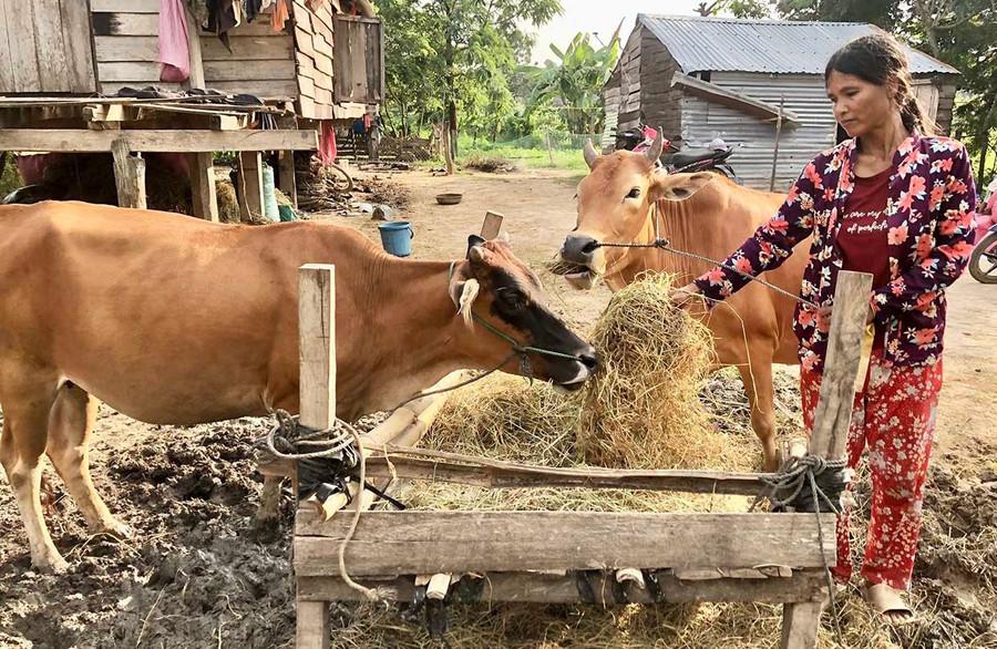 Bà Nay Pươi (làng Bhă Nga) chăm sóc đàn bò vừa được hỗ trợ để phát triển kinh tế. Ảnh: L.N Bà Nay Pươi (làng Bhă Nga) chăm sóc đàn bò vừa được hỗ trợ để phát triển kinh tế. Ảnh: L.N