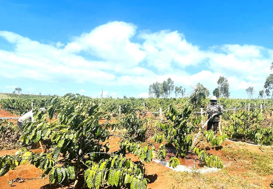 Nhiều hộ dân ở làng Ar Tơ Măn (xã Lơ Pang) mạnh dạn chuyển đổi cây trồng kém hiệu quả sang trồng cà phê để nâng cao thu nhập. Ảnh: P.D giam-ngheo-1.jpg