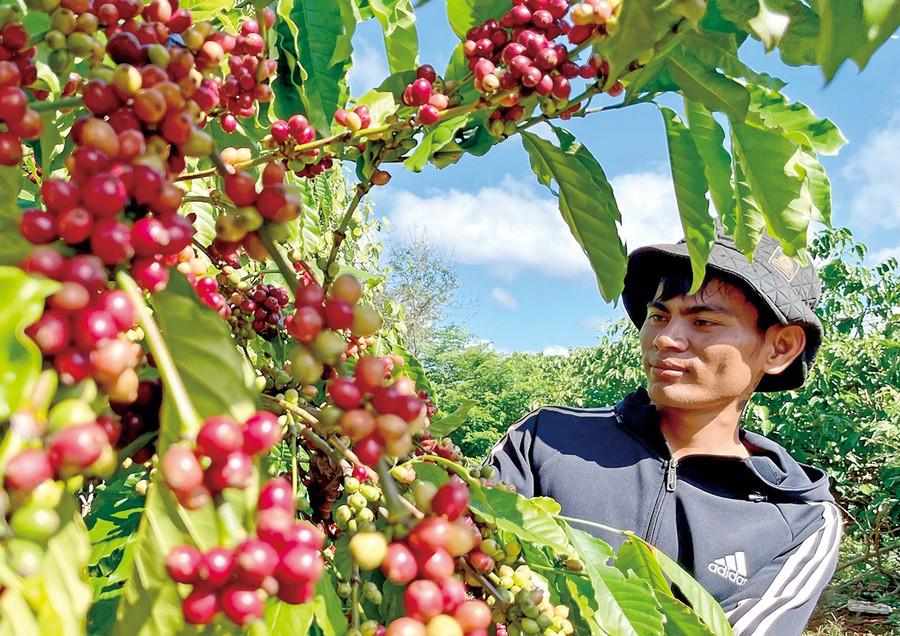 Cà phê là mặt hàng xuất khẩu chủ lực của Gia Lai. Ảnh: Vũ Thảo