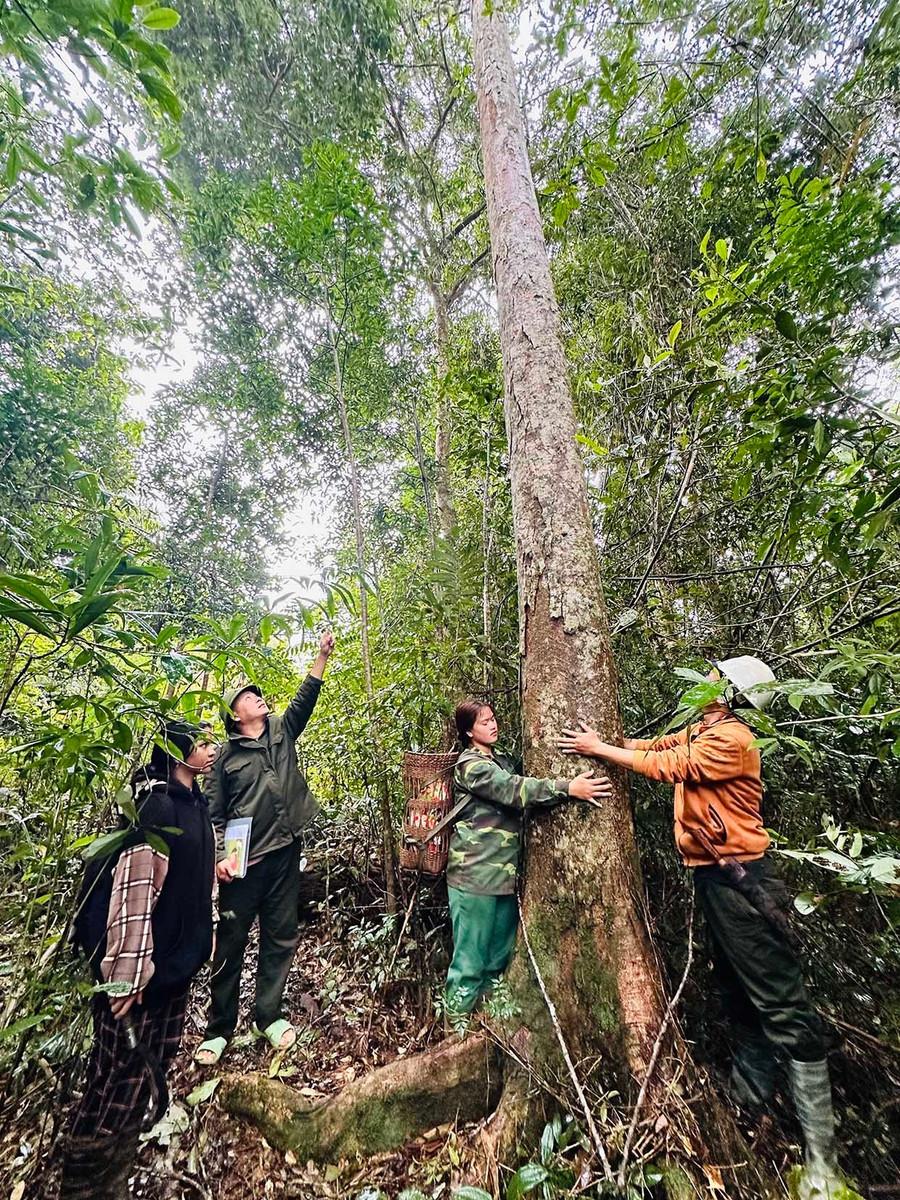 Nhờ giao khoán, các nhóm hộ ở làng Kon Von 2 (xã Đak Rong) càng có ý thức bảo vệ rừng, giúp nhiều loại động, thực vật quý được bảo tồn. Ảnh: D.Đ