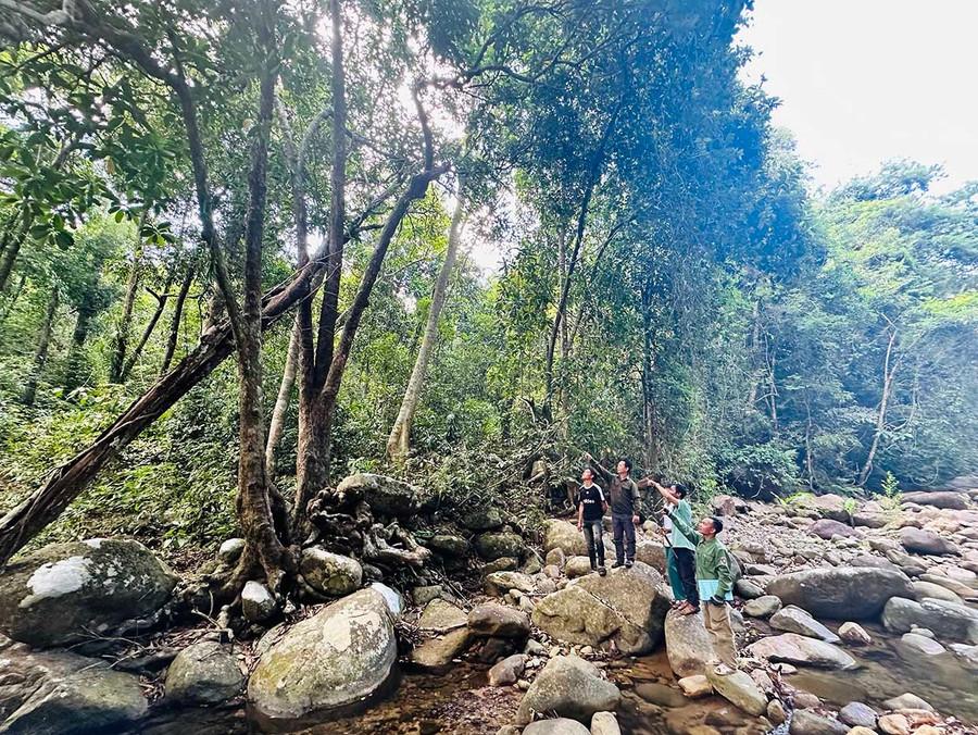 Tổ Quản lý bảo vệ rừng làng Chồm (xã Canh Liên) thường xuyên tuần tra rừng, giúp phát hiện sớm các nguy cơ xâm hại rừng. Ảnh: D.Đ