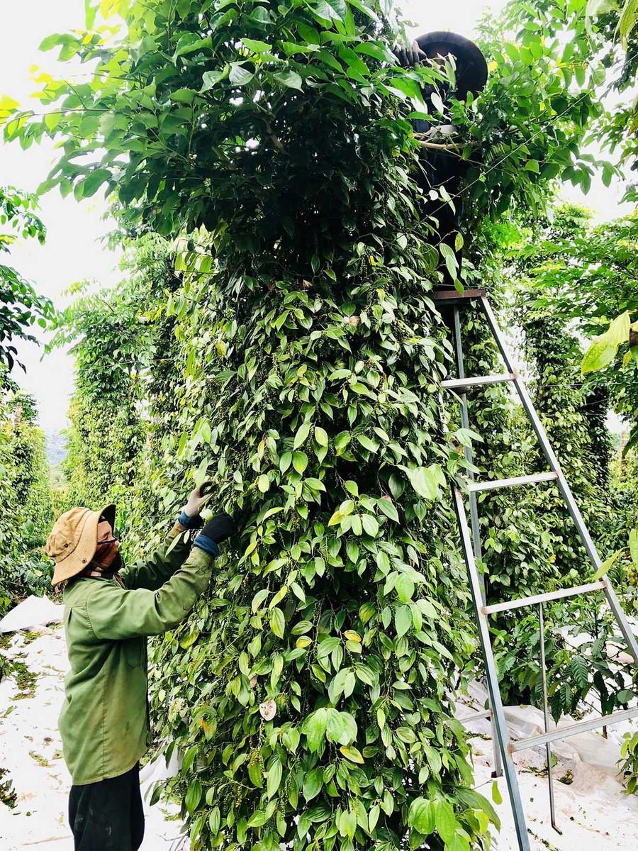 Với 2.000 trụ hồ tiêu, năm nay gia đình ông Phạm Văn Ngoan lãi chừng 400 triệu đồng. Ảnh: L.N