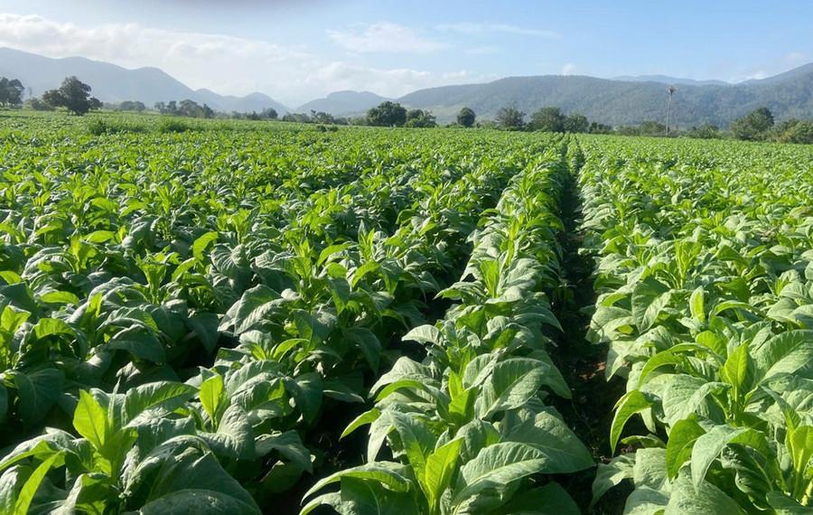 canh-dong-buon-du-xa-ia-rsai-nay-da-phu-xanh-mau-thuoc-la.jpg