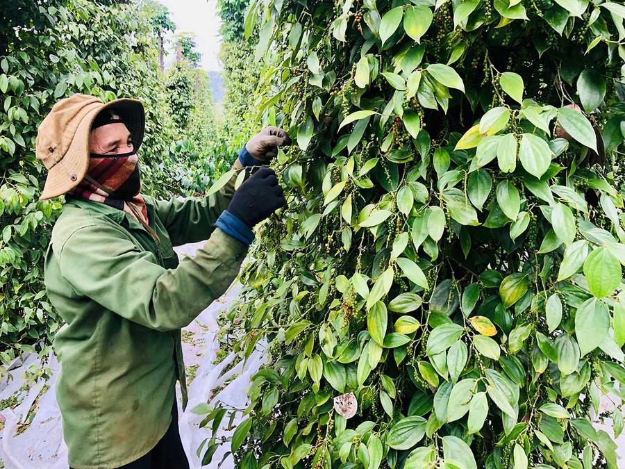 Người dân xã Kon Gang thu hoạch hồ tiêu. Ảnh: L.N