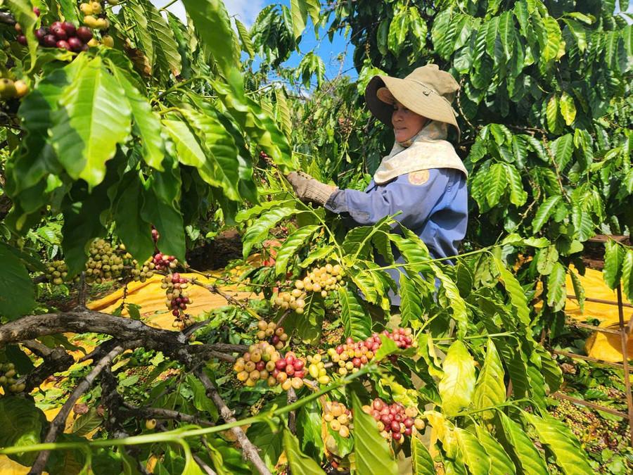Nông dân trồng cà phê, chanh dây tích cực liên kết với doanh nghiệp, hợp tác xã để sản xuất nông sản đạt chuẩn, đáp ứng tiêu chuẩn xuất khẩu. Ảnh: T.T 2-4377.jpg