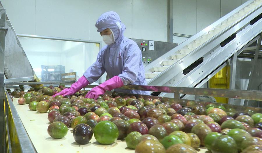 Công nhân Công ty CP Nafoods Tây Nguyên tuyển chọn chanh dây đạt chuẩn. Ảnh: T.T phat-trien-vung-nguyen-lieu-ben-vung.jpg