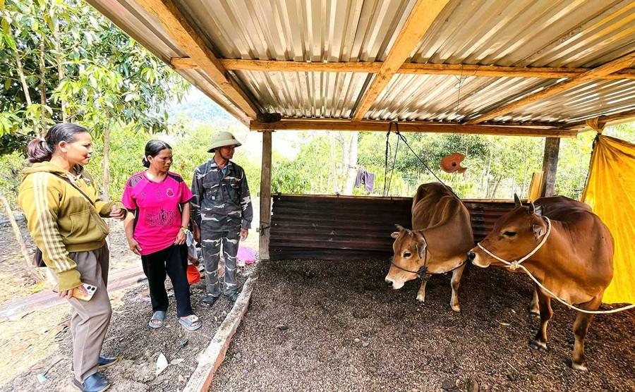 Sau khi được hỗ trợ 2 con bò giống sinh sản, chị Ngam (giữa) làm chuồng nuôi nhốt, tận dụng nguồn phân để bón cho cây trồng. Ảnh: P.D Sau khi được hỗ trợ 2 con bò giống sinh sản, chị Ngam (giữa) làm chuồng nuôi nhốt, tận dụng nguồn phân để bón cho cây trồng. Ảnh: P.D