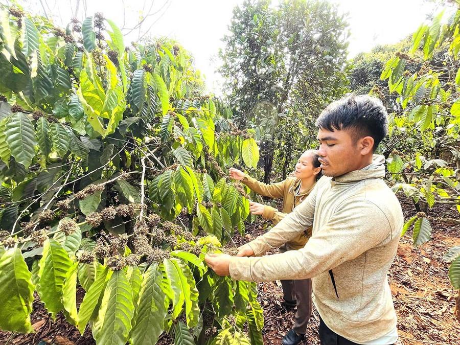 Anh Huâ vay vốn ngân hàng đầu tư trồng 300 cây cà phê. Ảnh: P.D Anh Huâ vay vốn ngân hàng đầu tư trồng 300 cây cà phê. Ảnh: P.D