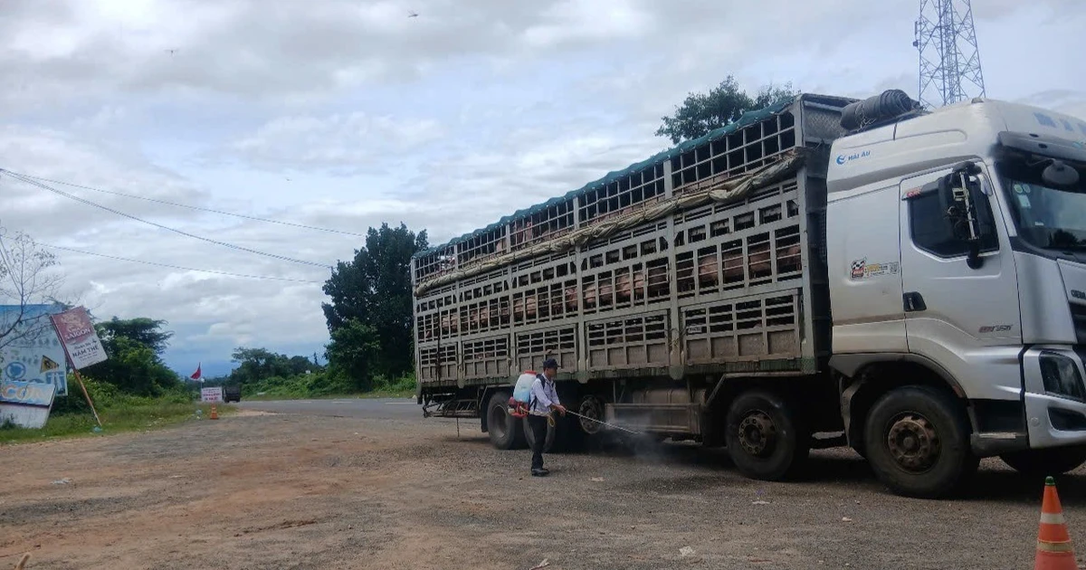 Gia Lai chủ động ngăn chặn nguy cơ vi rút lở mồm long móng chủng SAT1